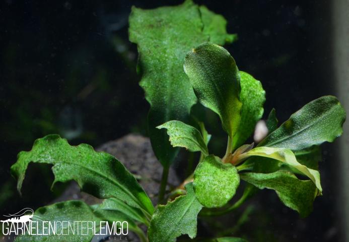 Bucephalandra sp. Wavy Green, submers, Rhizom