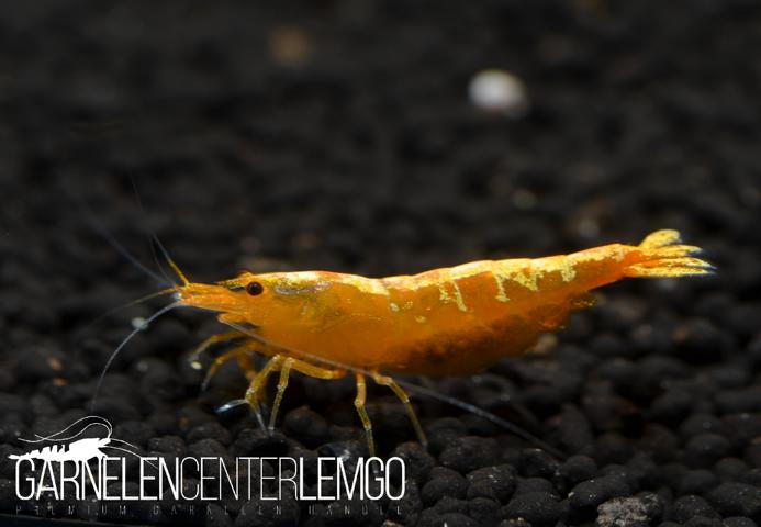 Yellow Fishbone Garnelen - DNZ