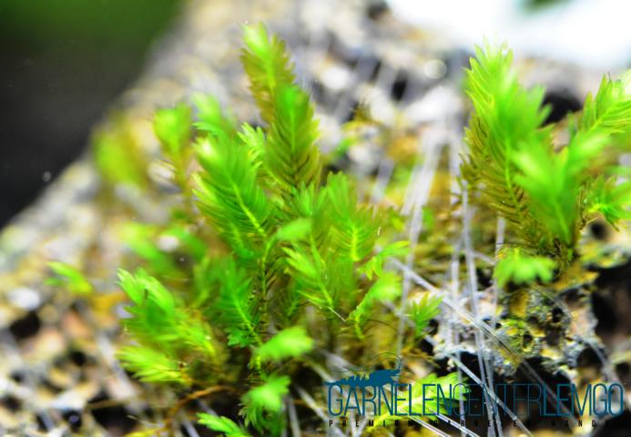 Fissidens sp. Houougoke  - auf Plant Sheet