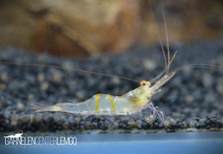 Profundicola Sulawesi Garnele - Import