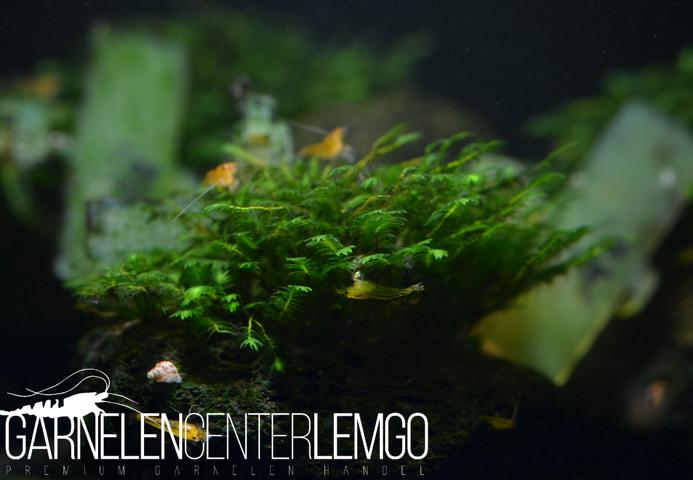 Fissidens sp. Mue auf Plant Sheet