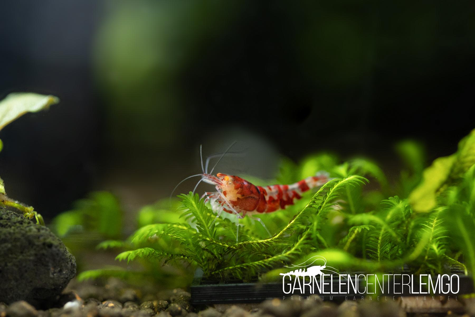 Red Camouflage Dragon O.E. / Red Fancy OE Garnele- DNZ