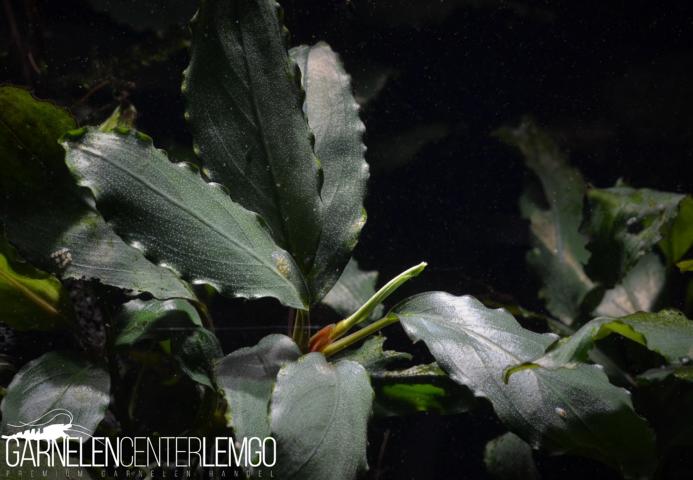 Bucephalandra sp. Green Blue Violett, submers, Rhizom