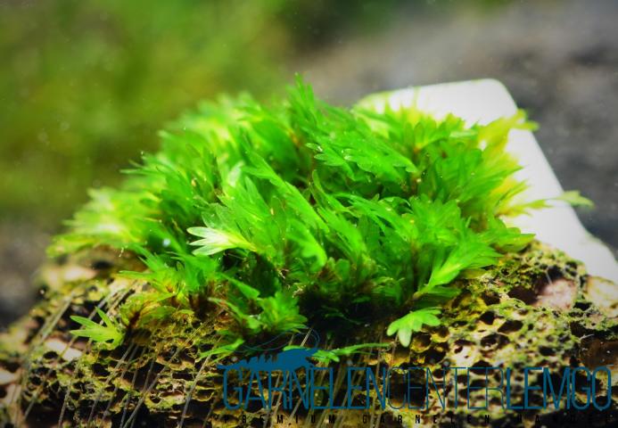 Fissidens sp. Miroshaki  - Miroshaki-Moos - Rarität  - auf Plant Sheet