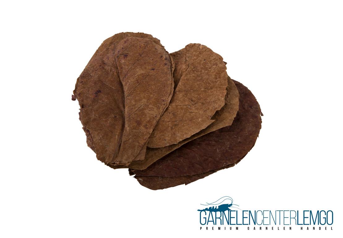 10 Seemandelbaumblätter Catappa Leaves - Medium