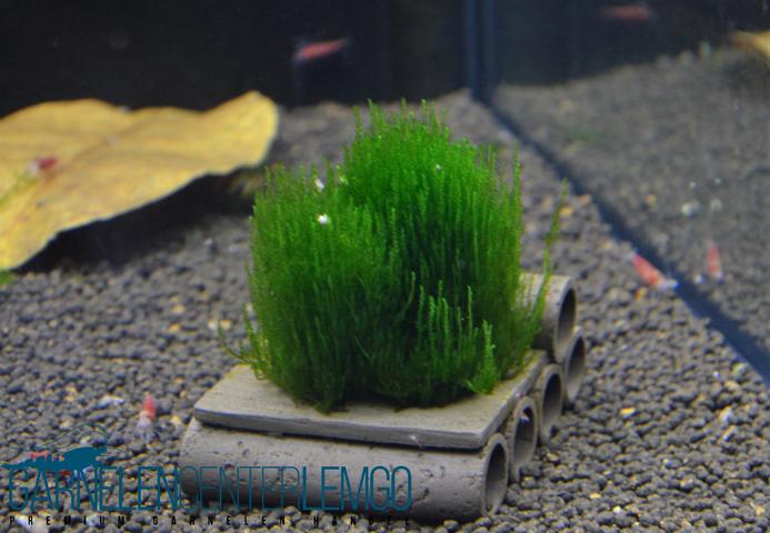 Flammenmoos - Taxiphyllum "Flame"