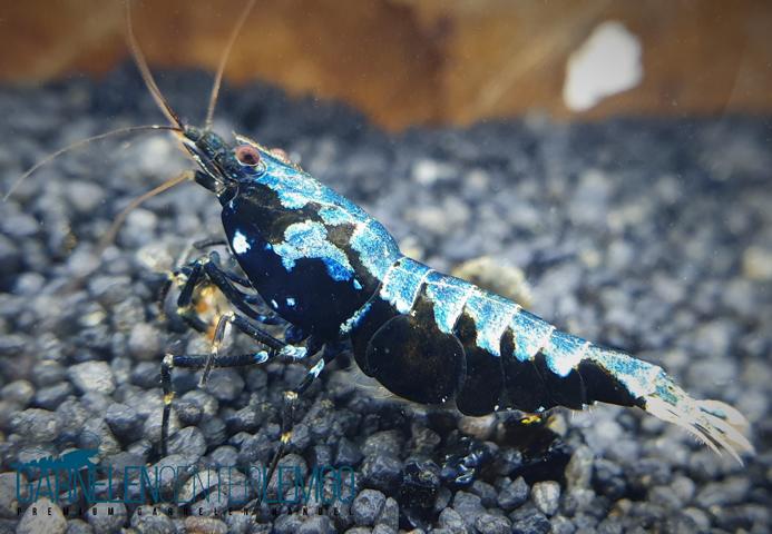 Skyfish Blue Boa - Grade S/ Low Grade- DNZ