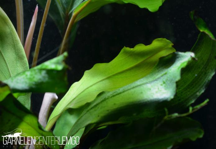 Bucephalandra sp. Semuntai, submers, Rhizom