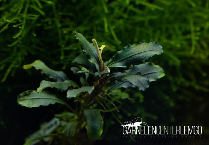 Bucephalandra sp. Kedagang Typ 2- submers - Rhizom