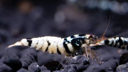 Fancy Tiger Schwarz Garnele - SS Grade  - DNZ