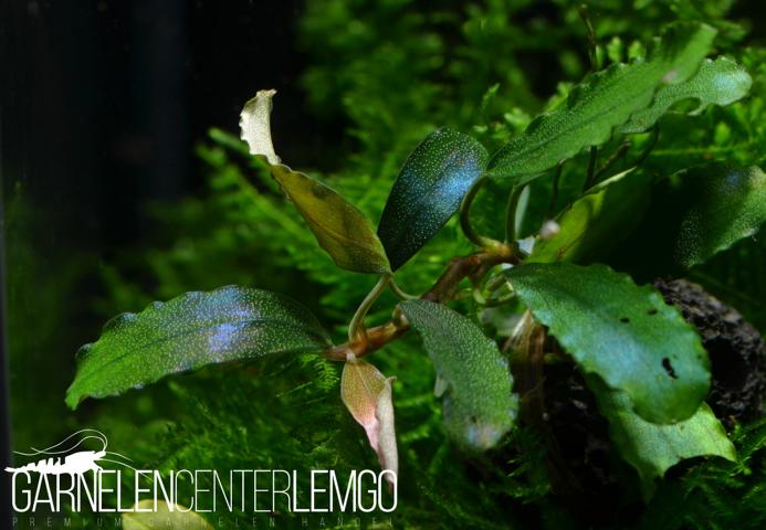 Bucephalandra sp. Emily Line 2017 - submers - Rhizom