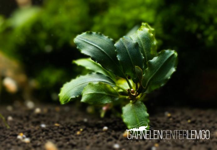 Bucephalandra sp. Sekadau Black - submers - Rhizom