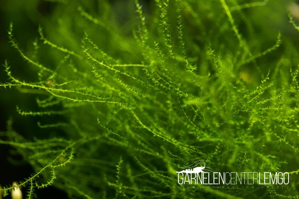 Stringy Moos (Leptodictyum riparium)