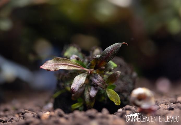 Bucephalandra sp. Flamingo Gigantea - submers